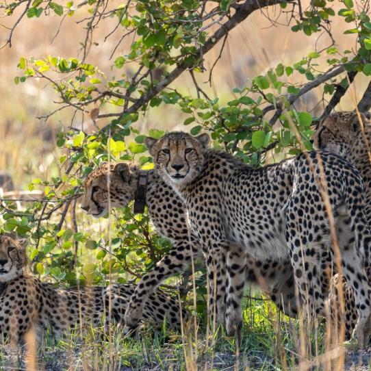 Cheetah family